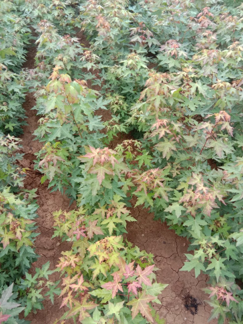 元宝枫，一年苗大量上市中
