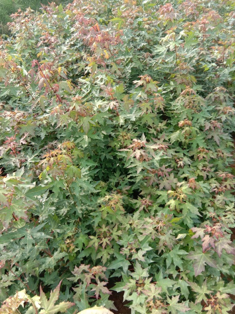 元宝枫，一年苗大量上市中