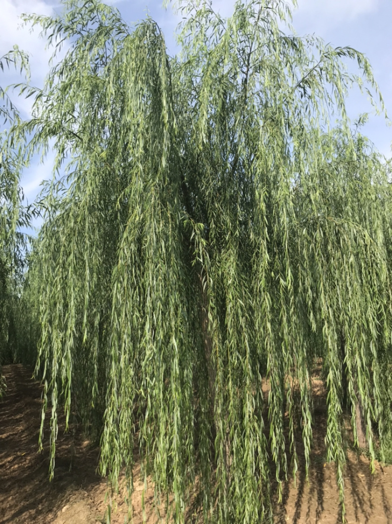 常年出售垂柳旱柳柳树竹柳馒头柳西湖垂柳