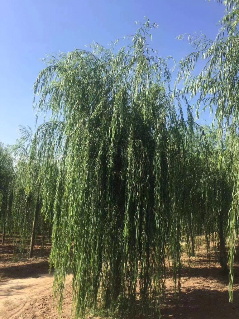 常年出售垂柳旱柳柳树竹柳馒头柳西湖垂柳
