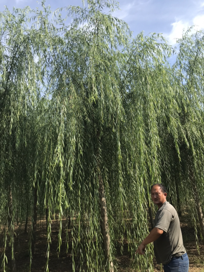 常年出售垂柳旱柳柳树竹柳馒头柳西湖垂柳