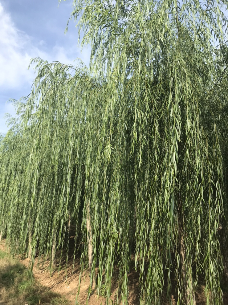 常年出售垂柳旱柳柳树竹柳馒头柳西湖垂柳