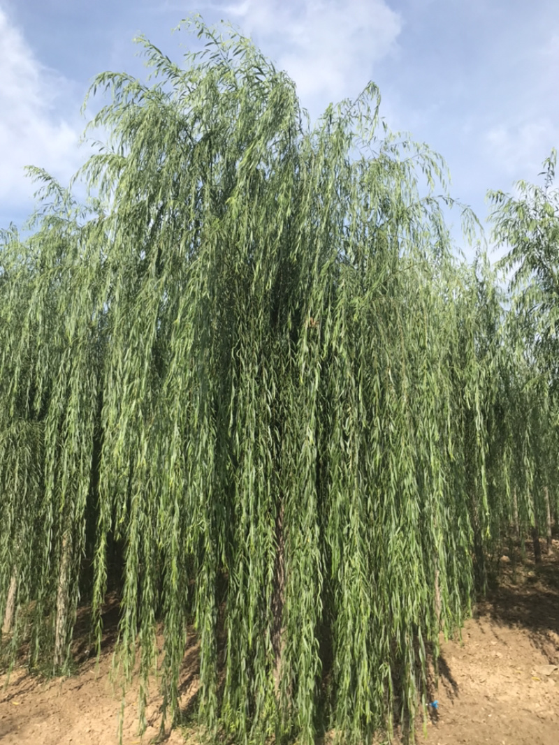 常年出售垂柳旱柳柳树竹柳馒头柳西湖垂柳