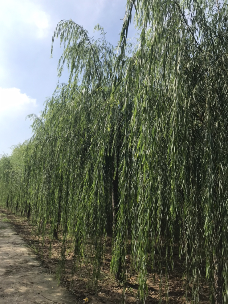 常年出售垂柳旱柳柳树竹柳馒头柳西湖垂柳