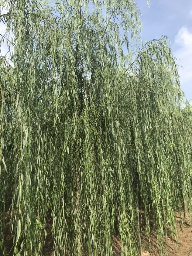 常年出售垂柳旱柳柳树竹柳馒头柳西湖垂柳