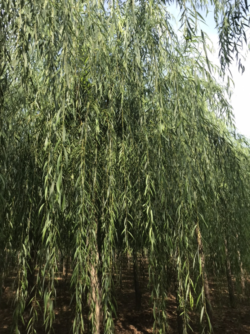 常年出售垂柳旱柳柳树竹柳馒头柳西湖垂柳
