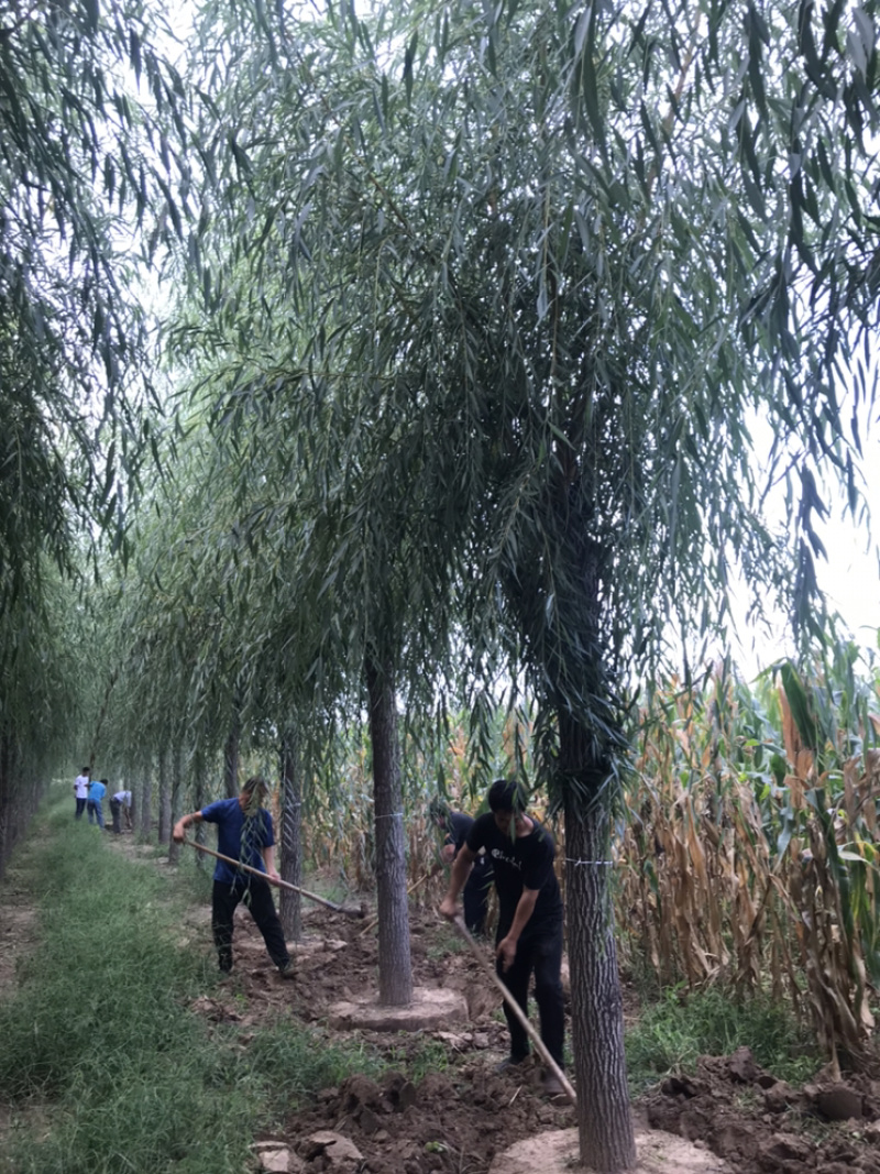 常年出售垂柳旱柳柳树竹柳馒头柳西湖垂柳