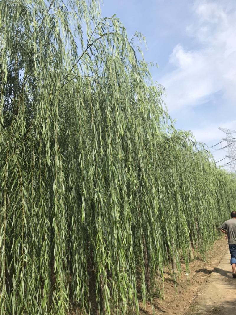常年出售垂柳旱柳柳树竹柳馒头柳西湖垂柳
