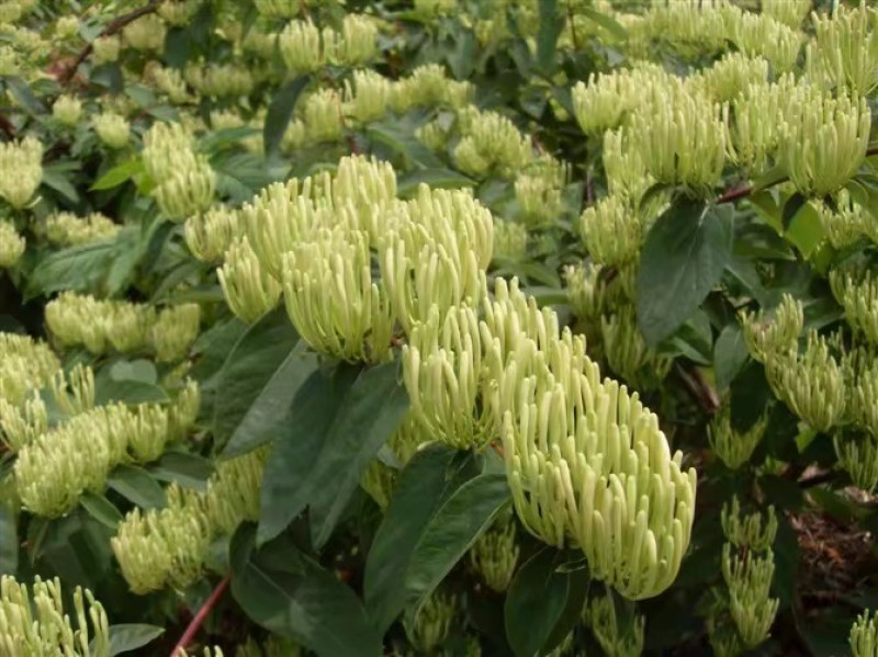 湖南金银花苗/高产花王品种