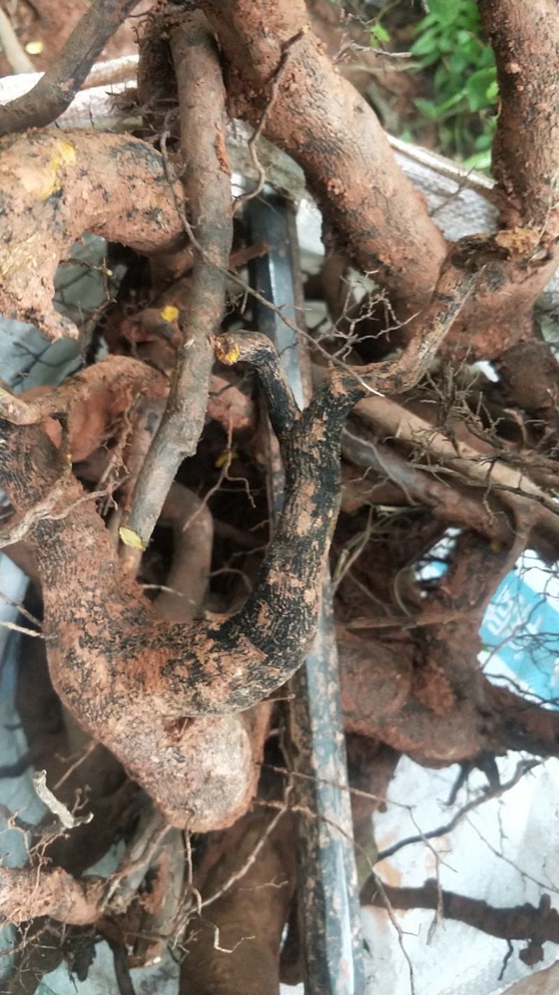 金弹子小山灌木，树桩，提根过桥，不包邮