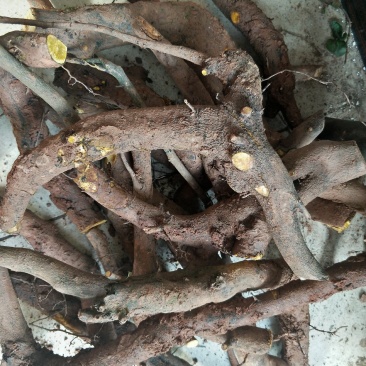 金弹子小山灌木，树桩，提根过桥，不包邮