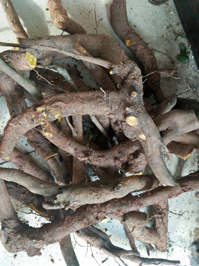 金弹子小山灌木，树桩，提根过桥，不包邮