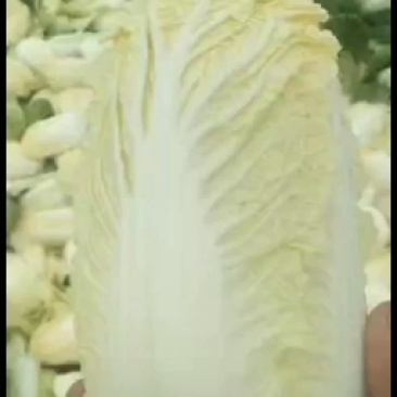 叶菜类高原夏菜诚信第一有需要的可以联系我