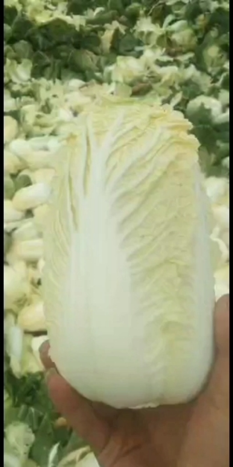 叶菜类高原夏菜诚信第一有需要的可以联系我