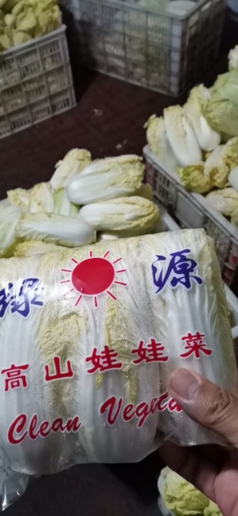 叶菜类高原夏菜诚信第一有需要的可以联系我