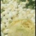 叶菜类高原夏菜诚信第一有需要的可以联系我