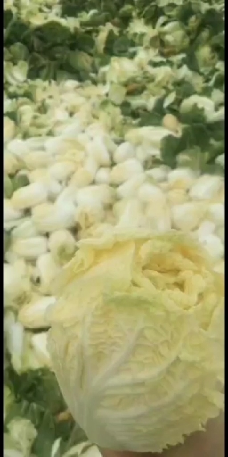 叶菜类高原夏菜诚信第一有需要的可以联系我