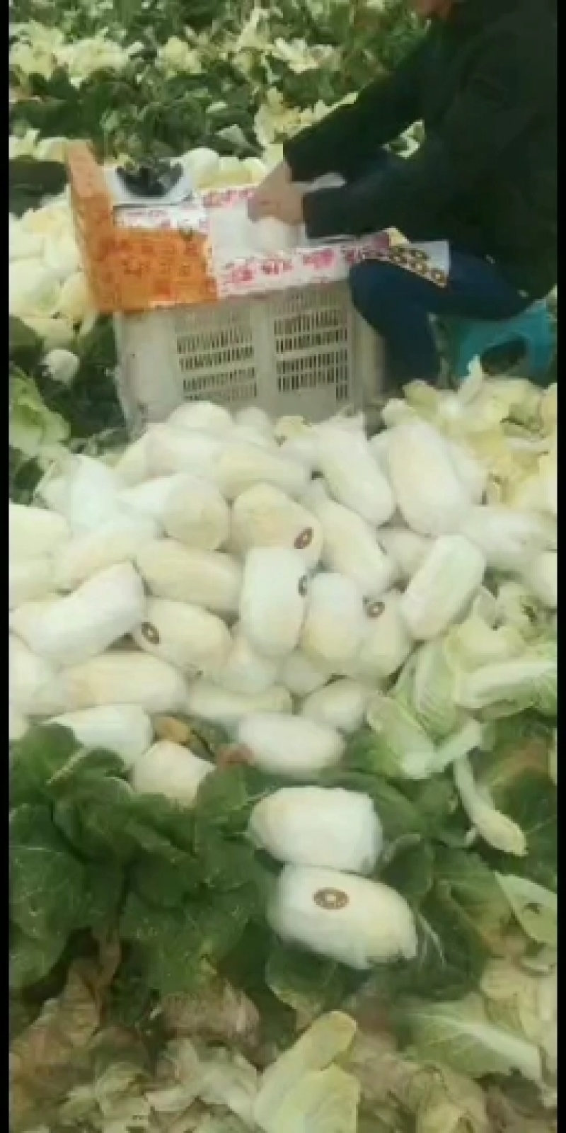 叶菜类高原夏菜诚信第一有需要的可以联系我