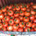 嫁接西红柿苗，实生番茄苗，大果，石头果，