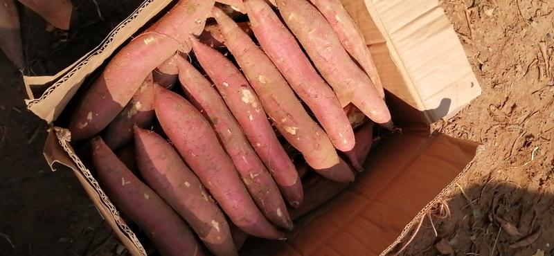 【精品红薯】大荔板栗薯大量上市产地直发品质保证全国发货
