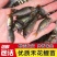 牛商稻花鲤鱼苗长期出售各类鱼苗欢迎云贵川客户咨询
