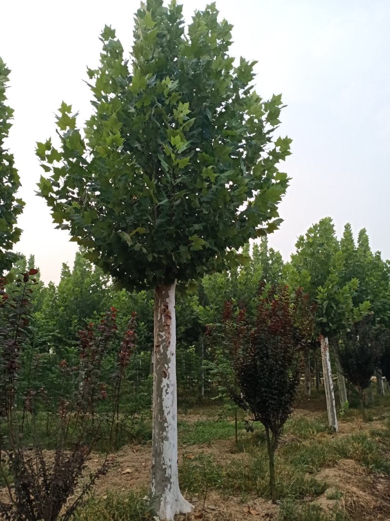 出售大量二年冒大规格法桐