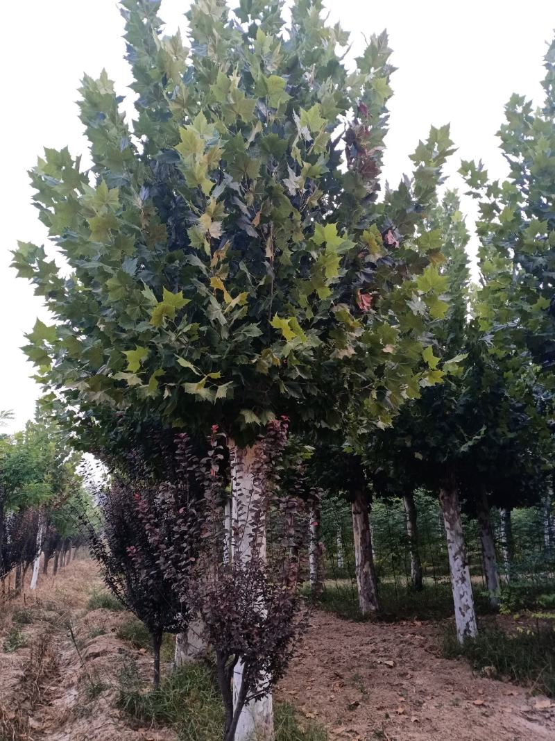 出售大量二年冒大规格法桐