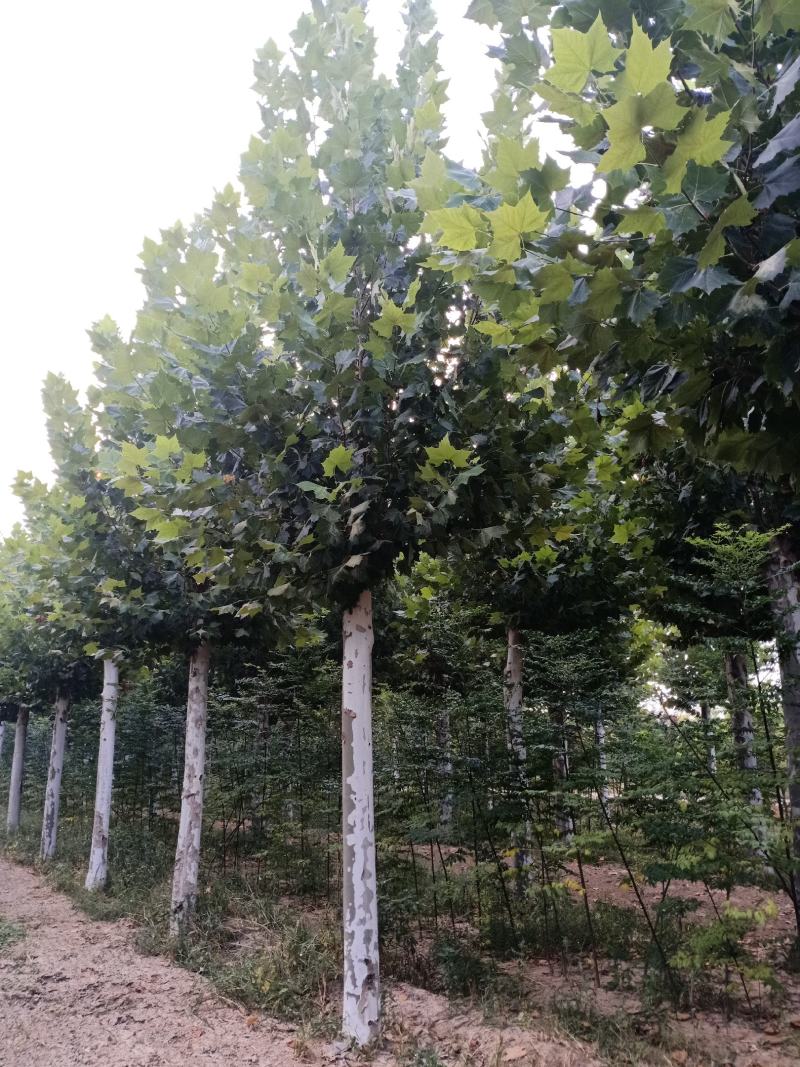 出售大量二年冒大规格法桐