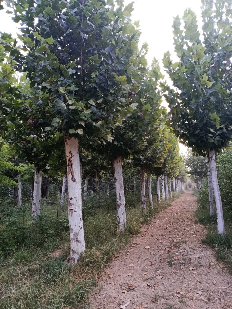 出售大量二年冒大规格法桐