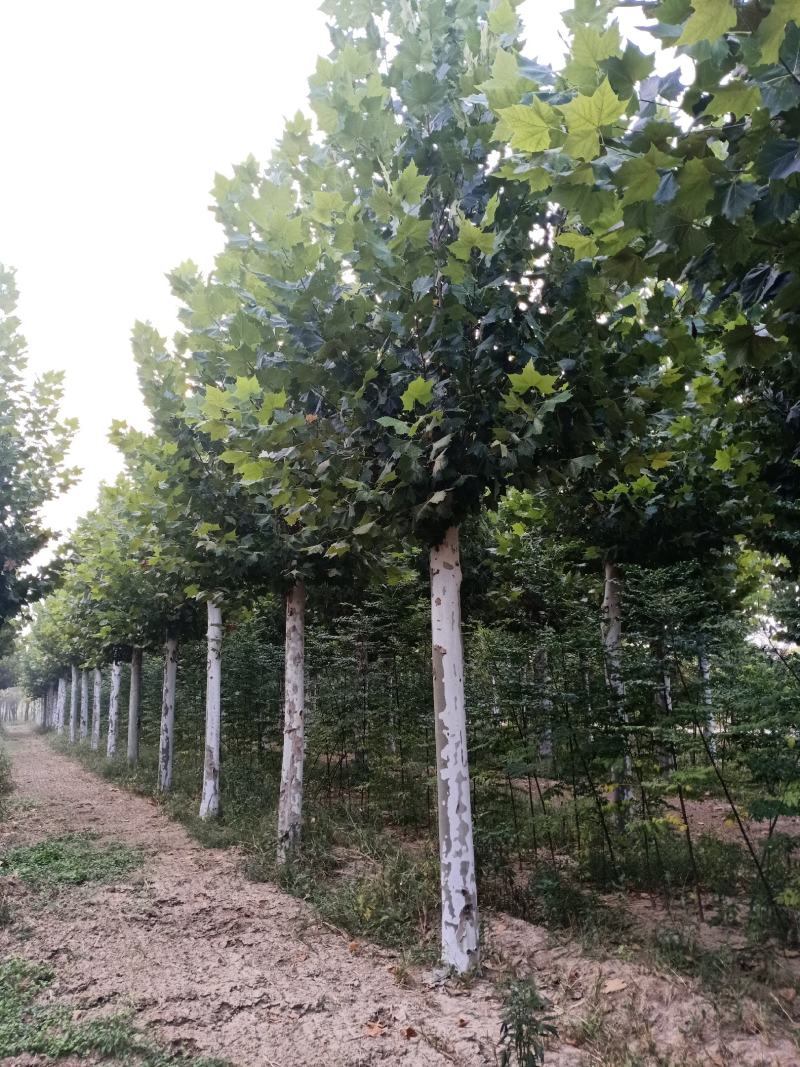 出售大量二年冒大规格法桐