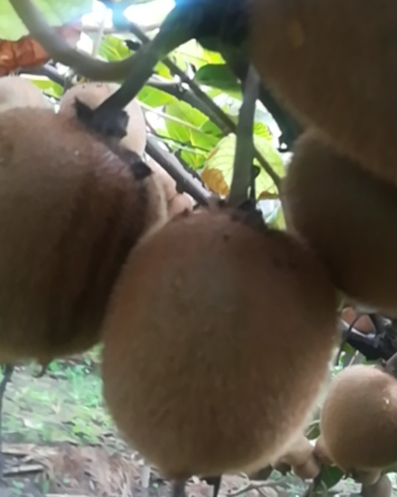 秦美猕猴桃，产地直销，个大，
