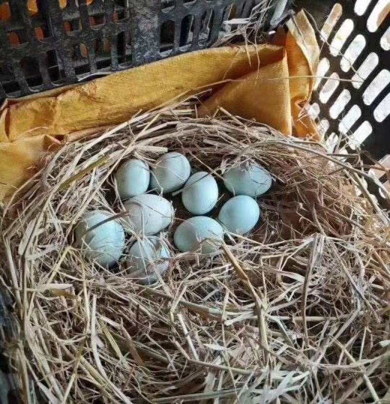 【时泰食品】太行山农家散养七彩土鸡蛋草鸡蛋40枚装
