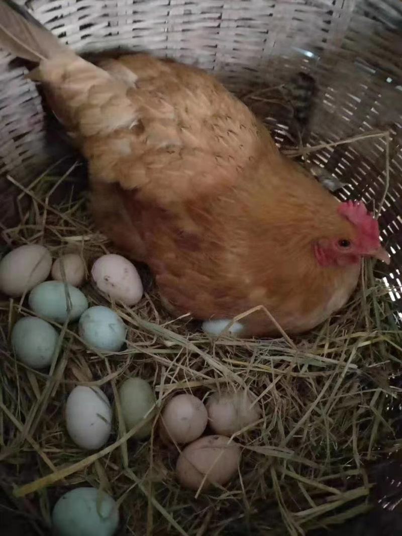 【时泰食品】太行山农家散养七彩土鸡蛋草鸡蛋40枚装
