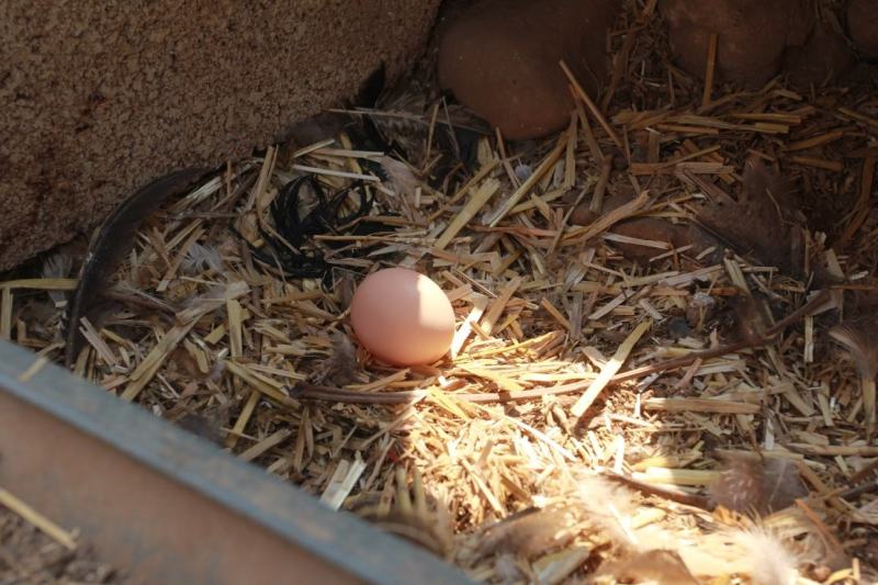 【时泰食品】太行山农家散养七彩土鸡蛋草鸡蛋40枚装