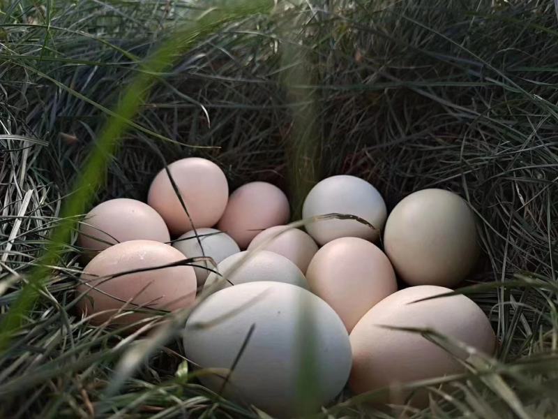 【时泰食品】太行山农家散养七彩土鸡蛋草鸡蛋40枚装