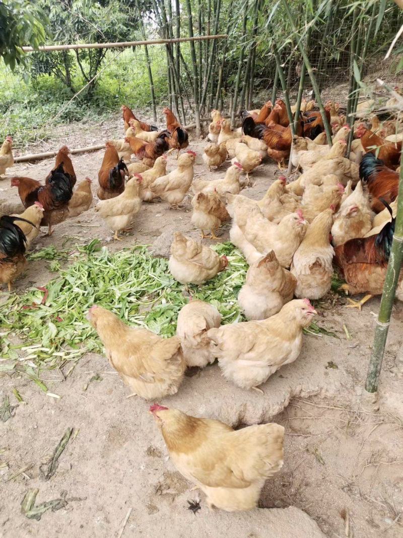 【时泰食品】太行山农家散养七彩土鸡蛋草鸡蛋40枚装