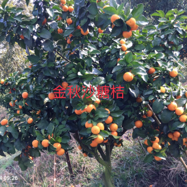 本场预售优质金秋沙糖桔