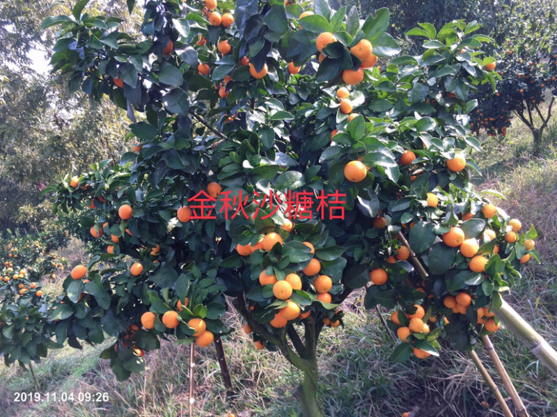 本场预售优质金秋沙糖桔