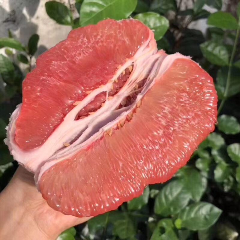 梅州蜜柚产销一体提供采果打包配送一条龙