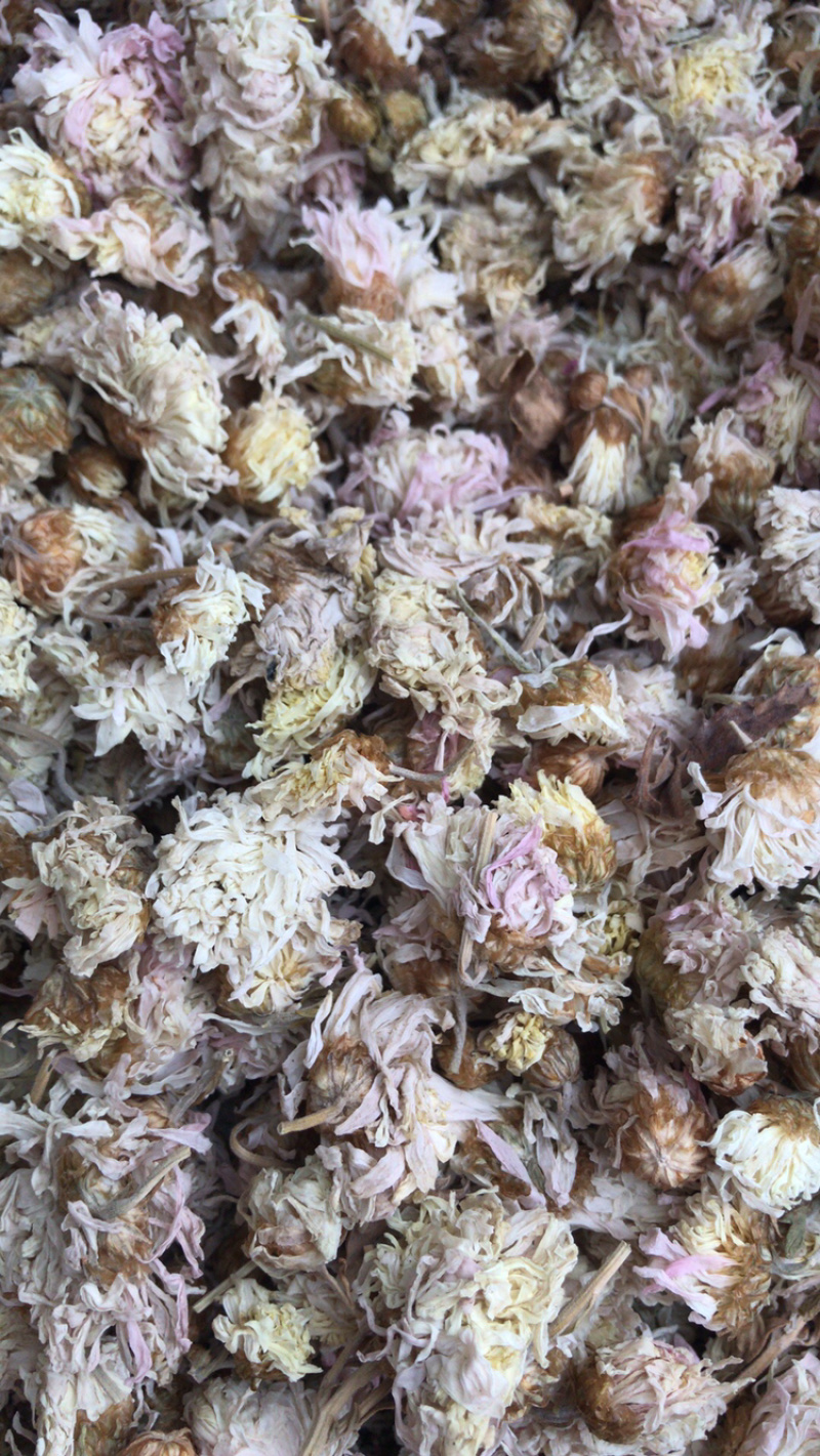 祁菊花无硫原色祁菊产地直销