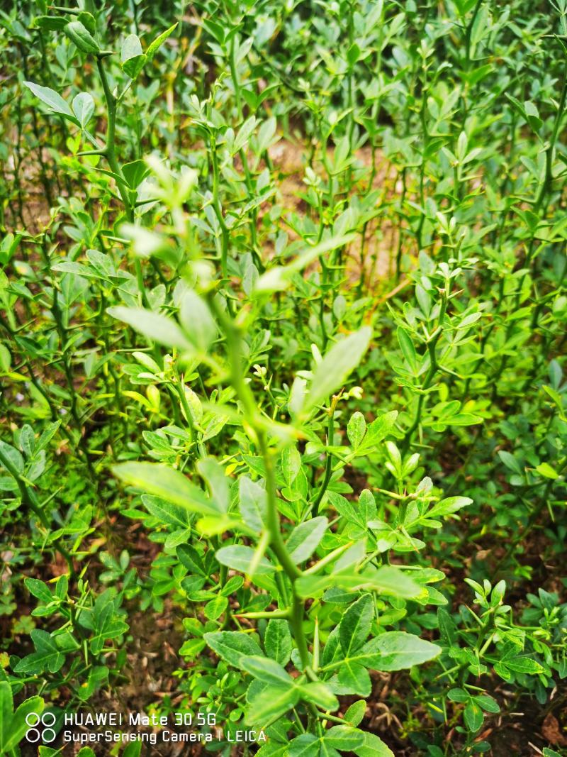 枳壳苗枳壳苗根系发达篱笆墙用枸橘苗药用枳壳