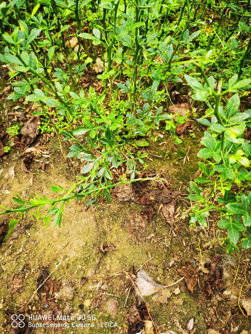 枳壳苗枳壳苗根系发达篱笆墙用枸橘苗药用枳壳