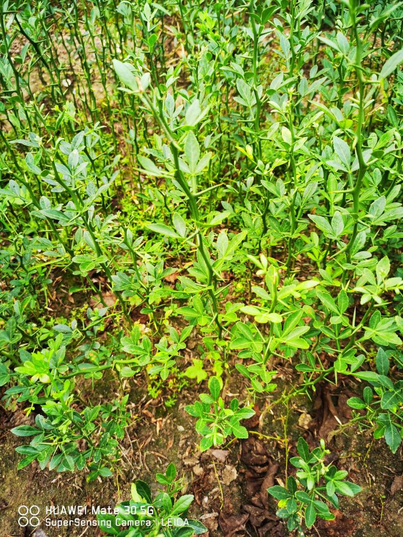 枳壳苗枳壳苗根系发达篱笆墙用枸橘苗药用枳壳