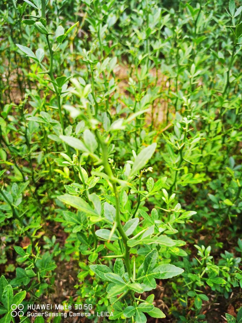 枳壳苗枳壳苗根系发达篱笆墙用枸橘苗药用枳壳