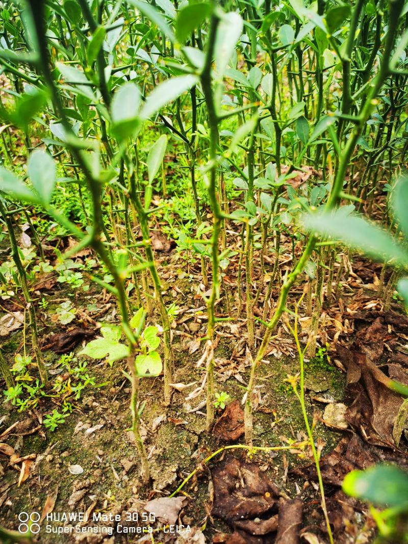 枳壳苗枳壳苗根系发达篱笆墙用枸橘苗药用枳壳
