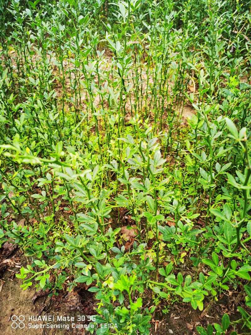 枳壳苗枳壳苗根系发达篱笆墙用枸橘苗药用枳壳