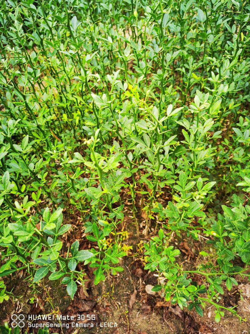 枳壳苗枳壳苗根系发达篱笆墙用枸橘苗药用枳壳
