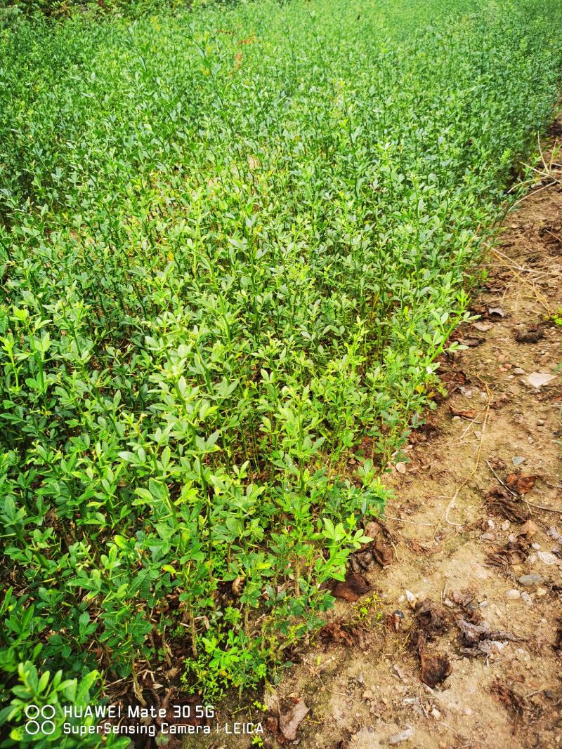 枳壳苗枳壳苗根系发达篱笆墙用枸橘苗药用枳壳