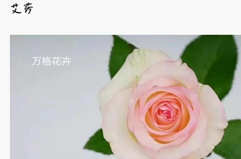 多款粉色系列玫瑰小苗批发零售
