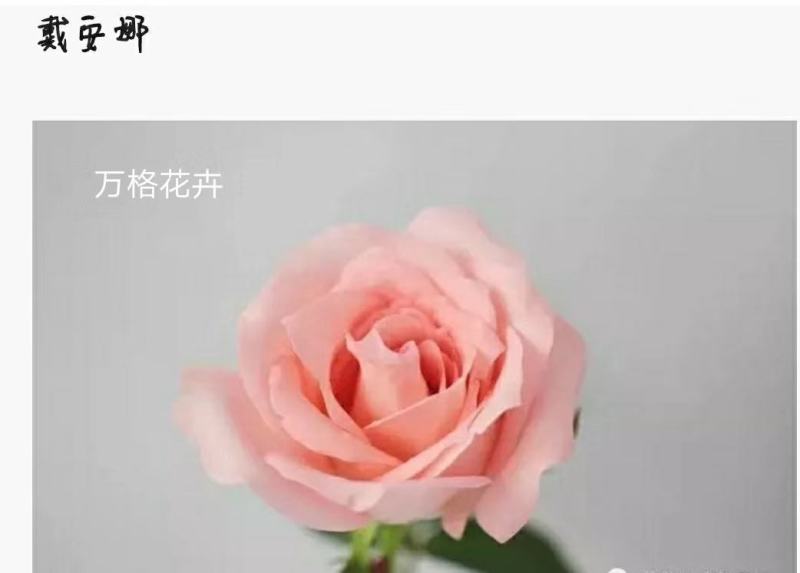 多款粉色系列玫瑰小苗批发零售